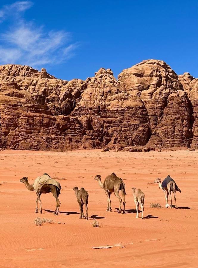 Wadi Rum Albasli Eksteriør bilde