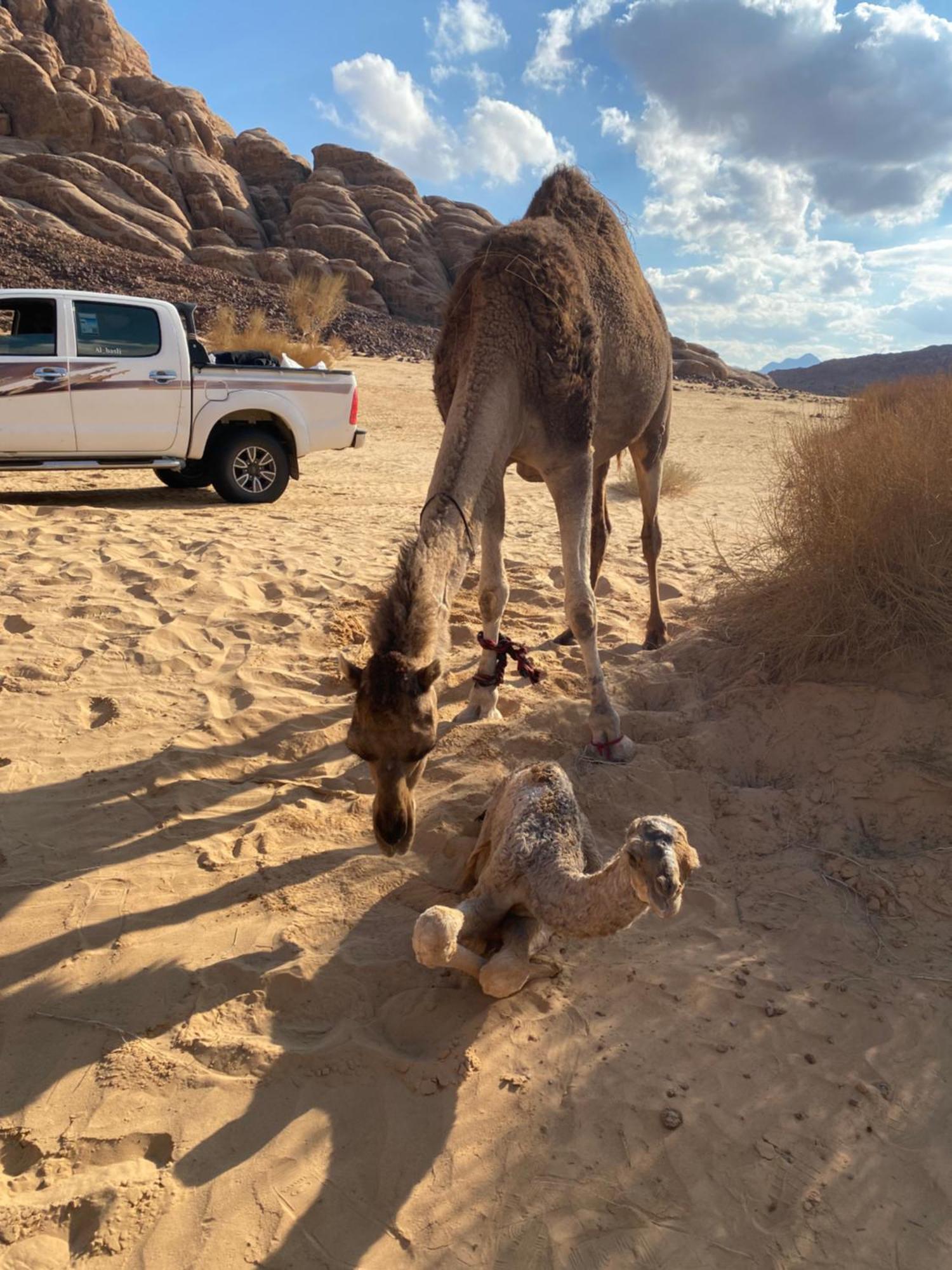 Wadi Rum Albasli Eksteriør bilde